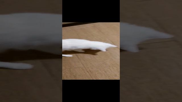 Воришка