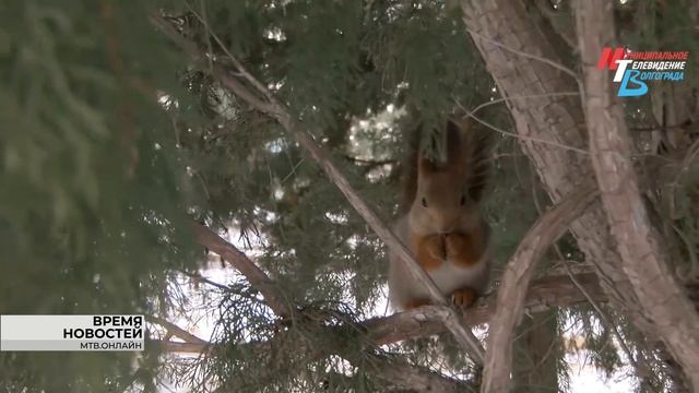 Волгоградцам рассказали чем кормить белок на Мамаевом Кургане