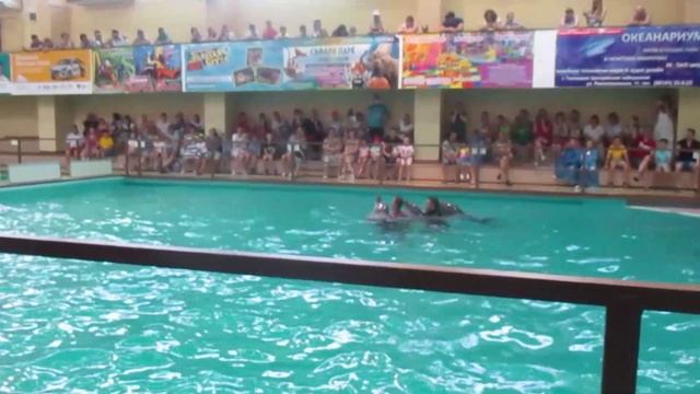 Геленджикский дельфинарий смотреть онлайн