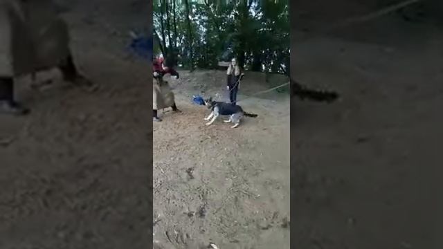 10.08.2019 г. Работа с ВЕО, подготовка к сдаче ЗКС, 4 занятие смотреть онлайн