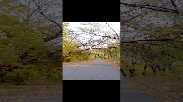 красота осени