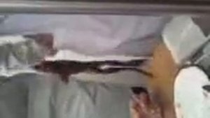 Разделываем лягушку на физиологии