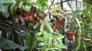 Как вырастить растения хищники дома.Непентес. Сайт "Садовый мир"