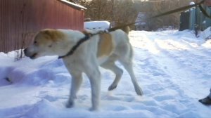 ШОК! Самый БОЛЬШОЙ щенок овчарки вырос/Грузинская Овчарка