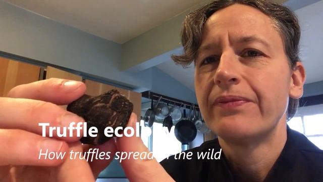 How to find $$ wild truffles in the Pacific Northwest смотреть онлайн