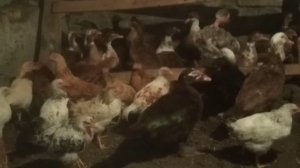 Содержание Молодняка Птицы  Кур  Инда  Уток в сарае