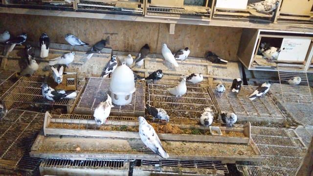 Витамины голубям, яблоки в рационе.г.Самара, Олег Костяков. смотреть онлайн