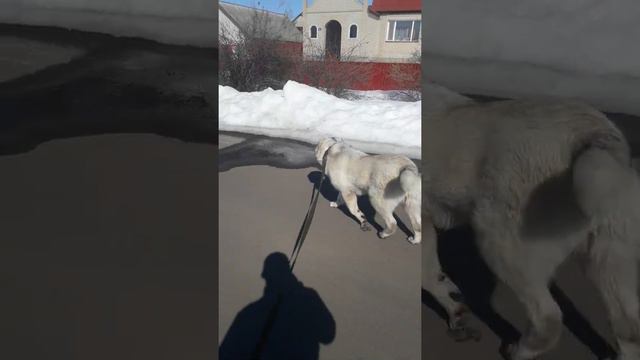 Алабай Хан смотреть онлайн