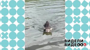 Водоплавающие котята. Видели видео? Фрагмент выпуска от 26.09.2021