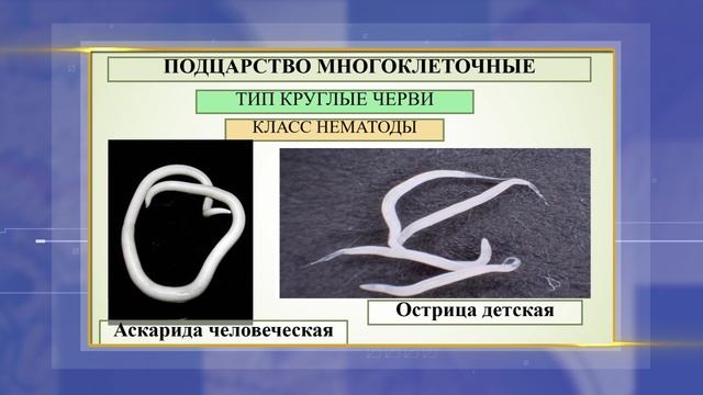 ТЕЛЕШКОЛА9 КЛАСС Биология3 03 04 22