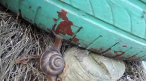 Анапа. Нашли улитку в ноябре! Anapa. In November I Found the snail!