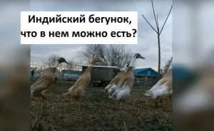 Индийский бегунок, обзор породы,окрас арлекино. Что можно в них есть?