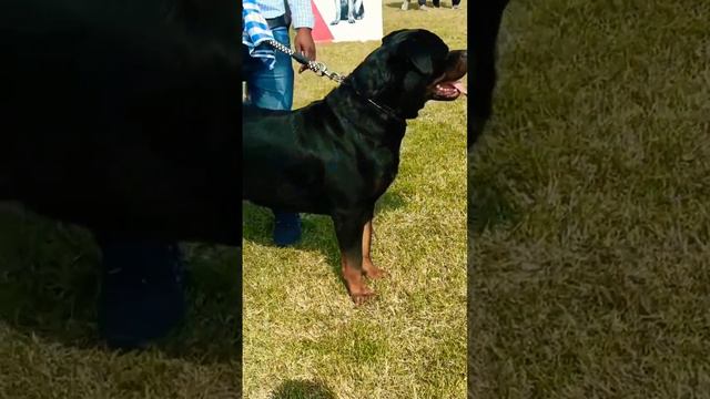 Lucknow dog show Rottweiler 2022