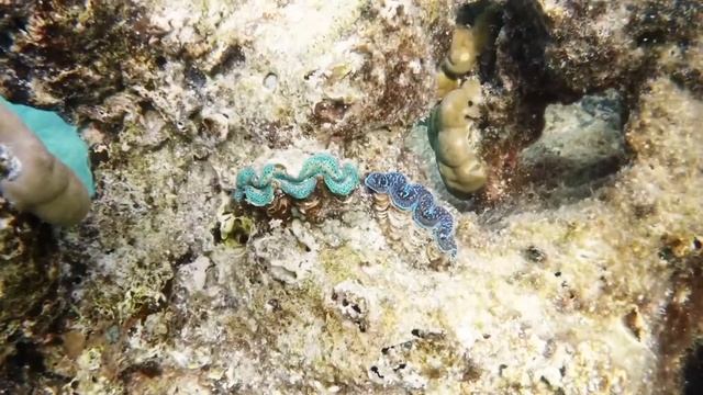 Matira Beach Snorkeling | Bora Bora смотреть онлайн