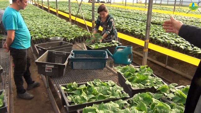 ПОДГОТОВКА РАССАДЫ ОГУРЦОВ К ПОСАДКЕ В ТЕПЛИЦЕ (12-12-2018) смотреть онлайн