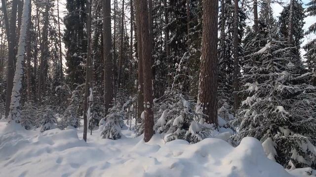 Линдуловская роща зимой. / Lindulovskaya grove winter fairy tale