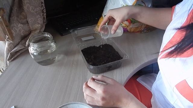 посадка на рассаду Лобелии ампельной "Ниагара" смотреть онлайн