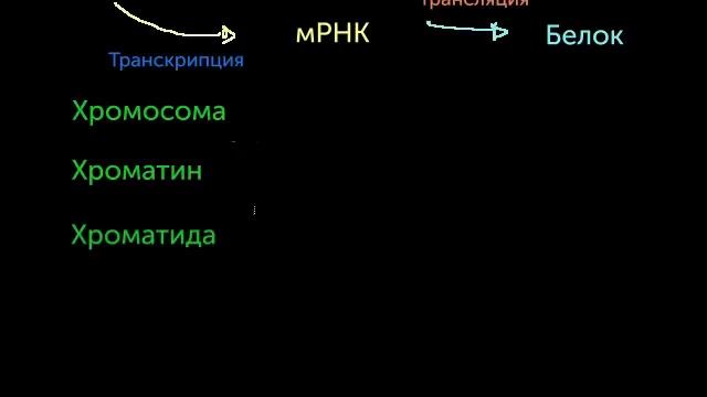 Хромосомы, хроматиды, хроматин и т.п. (видео 12)| Деление Клетки | Биология