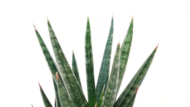 Sansevieria francisii