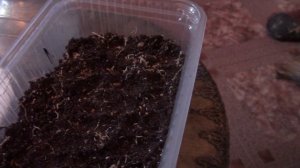 Сеем семена рододендрона.