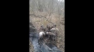 Зверский бой Лайки vs Кабан видео +18 Рыбалка и Охота 2016