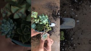 How to Plant Succulents in a Mug