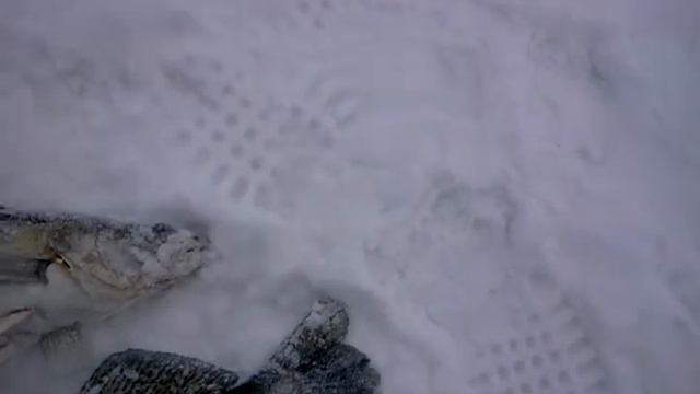 Берш зима 2012 Заволжье смотреть онлайн