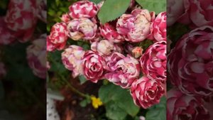 Англия. Роза Bonkers