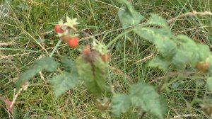 Гнесичи. Свято-Елисеевский Лавришевский монастырь