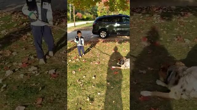 life with luna. puppies and little kids. #puppies #kids #dogs #boys #games #austrailanshepards смотреть онлайн