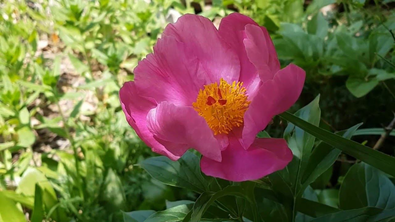 Песня "Червона Рута" на русском языке в исполнении Михаила Пономарёва смотреть онлайн