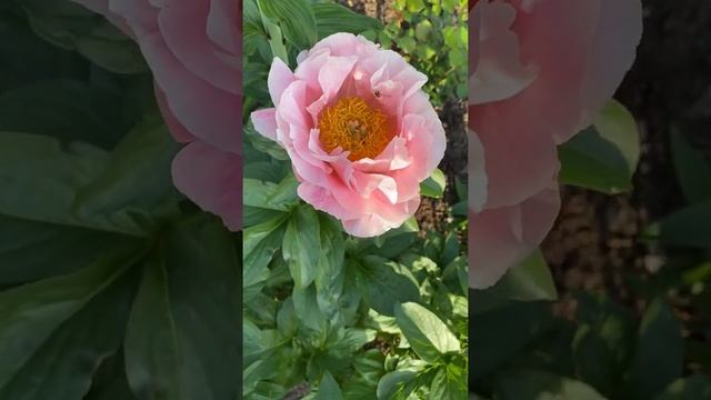 Pion Peony Paeonia ’Salmon dream’ смотреть онлайн