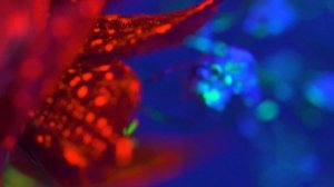 Мир в ультрафиолете/ Невероятное 4К видео!