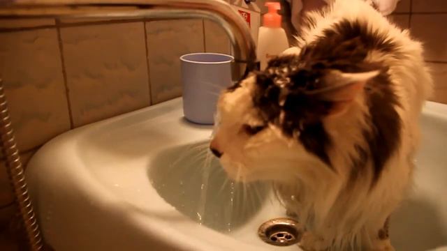 Кот спасается от жары смотреть онлайн