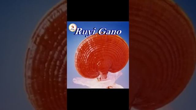 Ganoderma Different Stages / King of Herbs / Herbs helping naturally