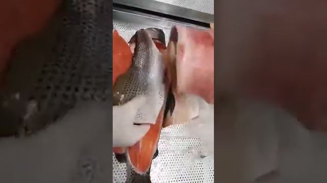 Форель после разморозки, сравнительный тест