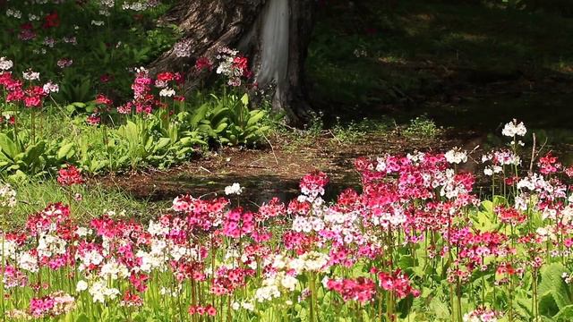 日光の九輪草クリンソウ中禅寺湖観光　Primula japonica in Nikko Japan EOS 80D