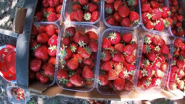Клубника 29 июля? - ДА!!! Сбор и продажа. Клубника Альбион