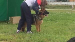 Zena vom Haus Kseni. Иркутск. 24.08.2019. Монопородная выставка немецкой овчарки.