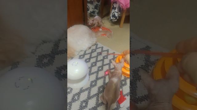 СФИНКС КОШЕЧКА