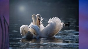 §17 "Координация и регуляция", Биология 6 класс, Сивоглазов