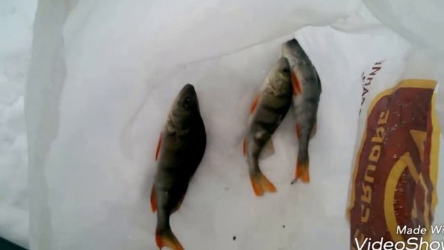 Не стандартный способ ловли окуня зимой в реке. смотреть онлайн