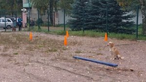 ОКД Экзамен (90 баллов, 1 степень). Общий курс дрессировки. Метис Майло