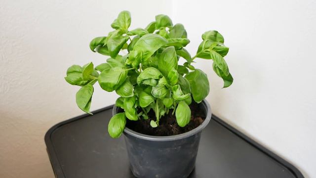 How To Keep Your Store Bought Basil Alive смотреть онлайн