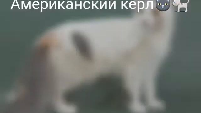 ПРО ПОРОДУ КОТОВ АМЕРИКАНСКИЙ КЕРЛ?? смотреть онлайн