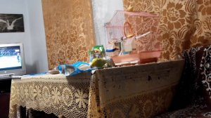 Попугай упал