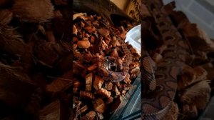 Бразильский радужный удав