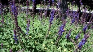 Шалфей медонос