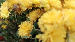 Как сохранить мультифлору зимой