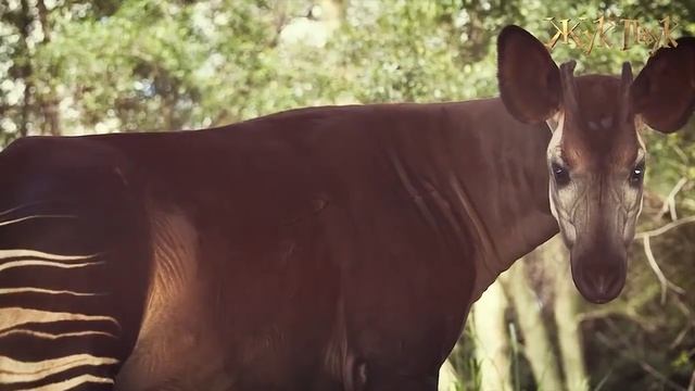 НЕВЕРОЯТНЫЕ ЖИВОТНЫЕ АФРИКИ! Часть 1